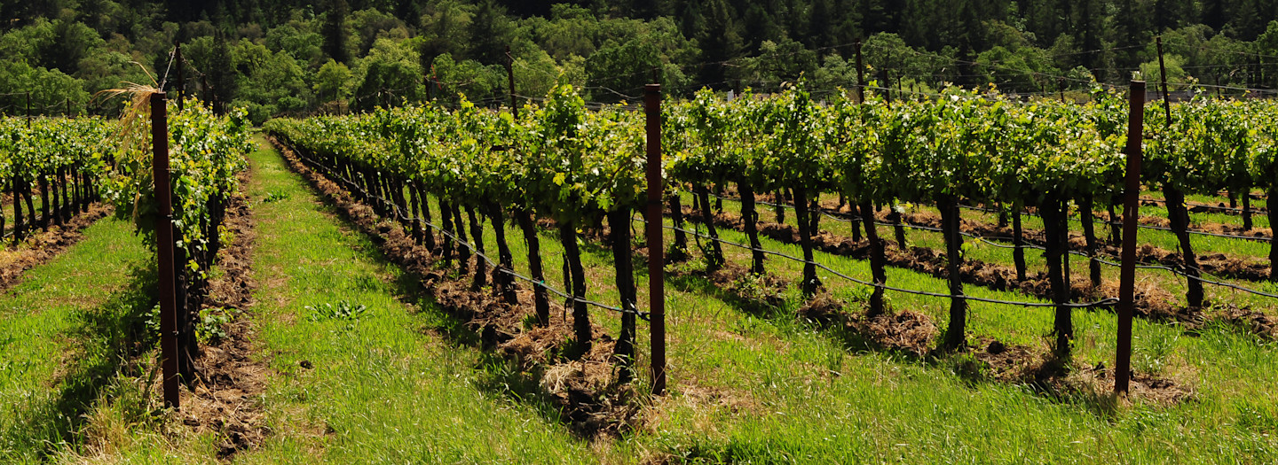 Sutter Home White Zinfandel 2010