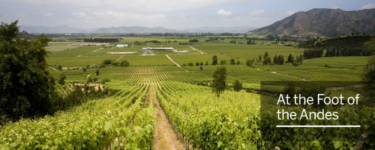 WINE OF CHILE wine of chile: