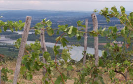 Alternatives to Chardonnay