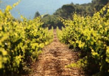 Domaine Rimauresq Vineyard Winery Image