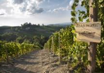 Marrone  Winery Image