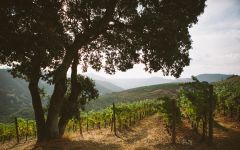 Scattered Peaks Scattered Peaks Vineyard Winery Image