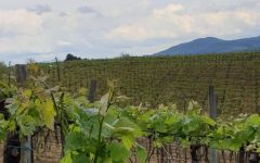 Basa Lore Basa Lore Vineyards Winery Image