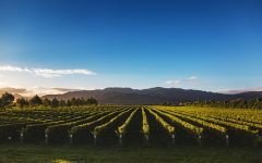 Echo Bay Malborough Vineyards Winery Image