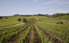 Fattoria delle Corti Principe Corsini  Winery Image