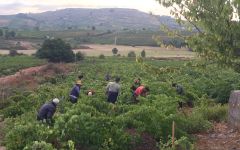 Jose Antonio Garcia Harvest Time Winery Image