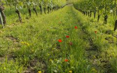 Bruna Grimaldi Between the Vines Winery Image