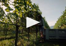 Kellerei Kaltern Caldaro  Winery Video