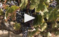 Blue Rock Vineyard Blue Rock Vineyard Overview Winery Video