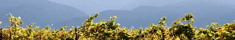 Image for Nerello Mascalese content section
