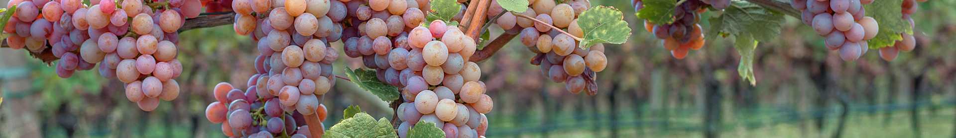 Image for Moschofilero content section
