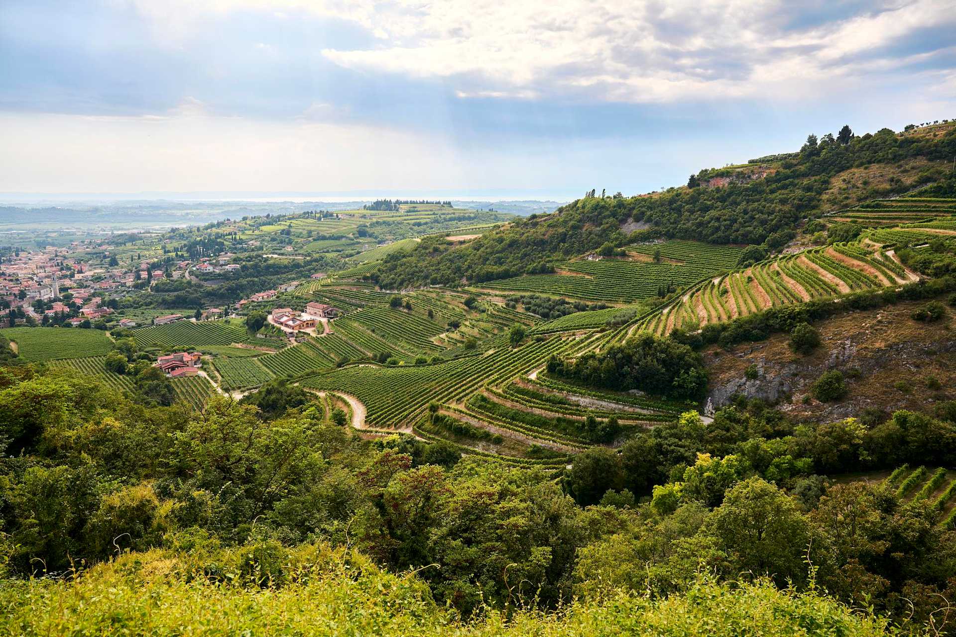 The Essential Amarone Guide: Styles, Pairings, and What to Buy banner image