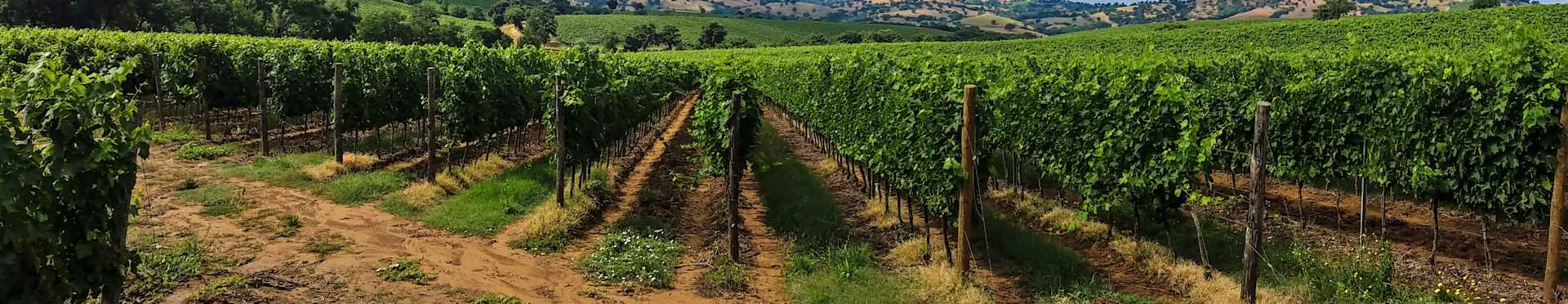 Dry Creek Vineyard