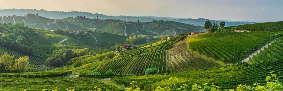 The Essential Barolo Guide: Regions, Styles, and What to Buy banner image