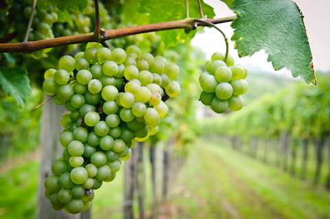 Image for Chenin Blanc content section
