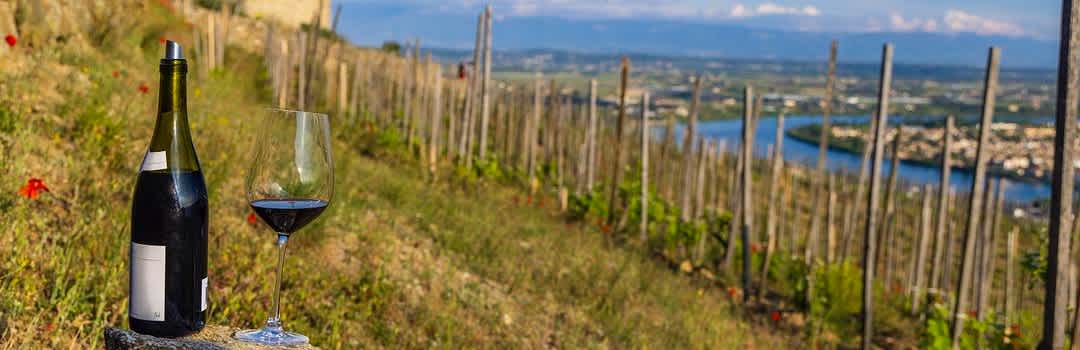 The French Wine Guide for Beginners banner image