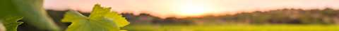 Image for Languedoc South of France content section