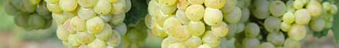 Image for Savagnin content section