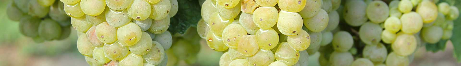 Image for Savagnin content section