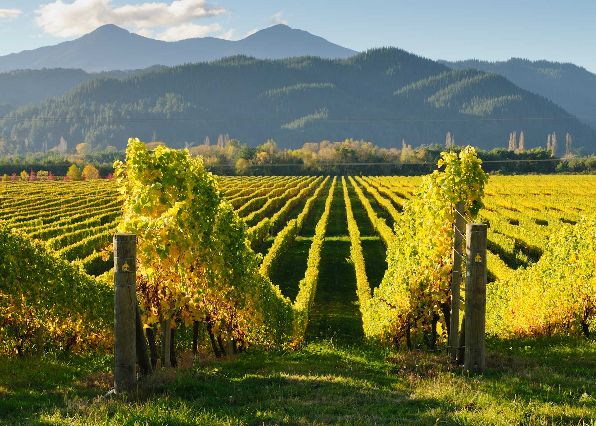 Image for Marlborough Wine New Zealand content section