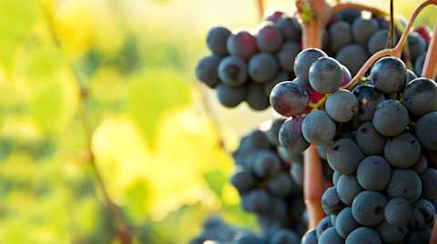Image for Nero d'Avola content section