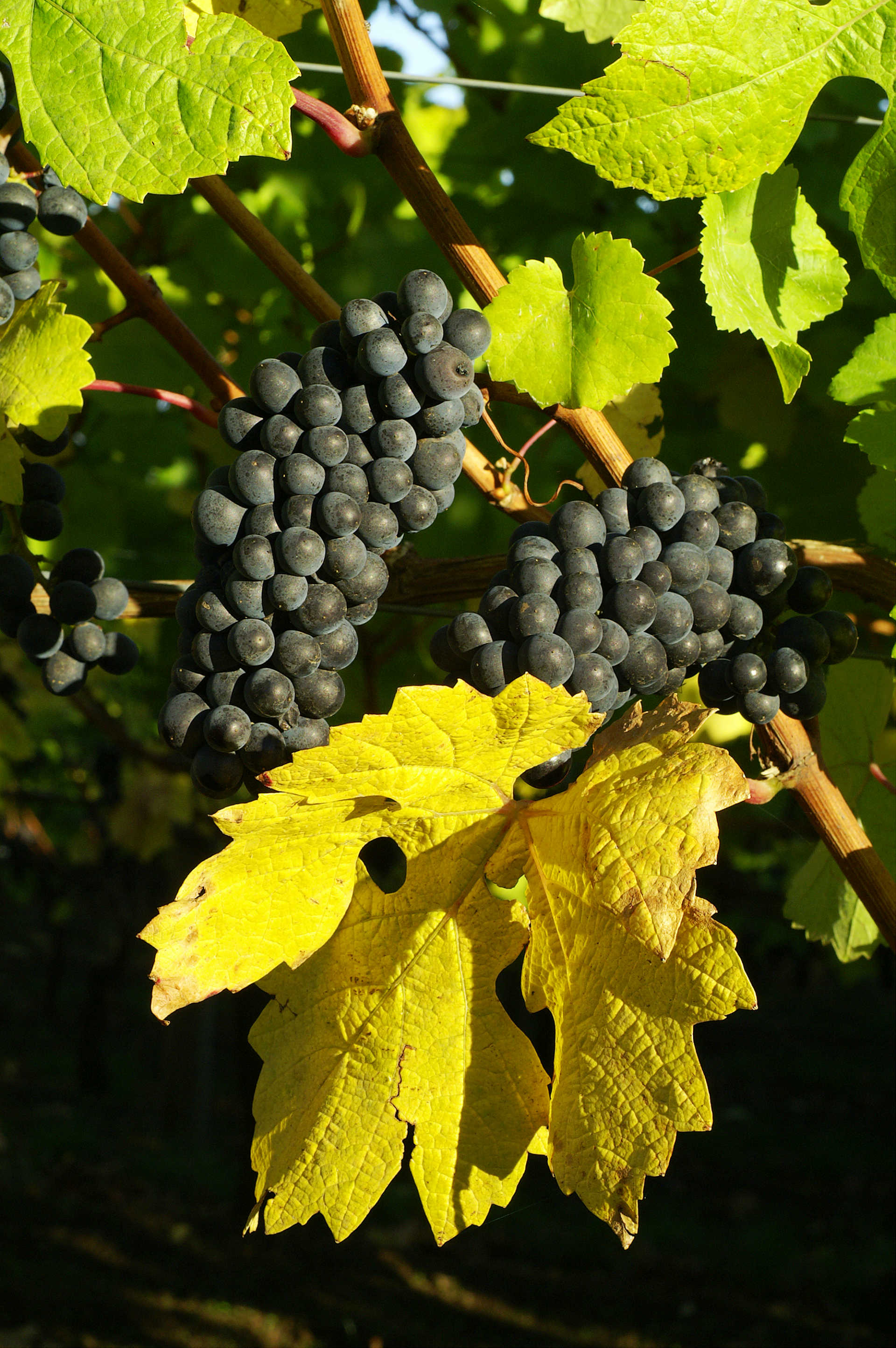 Image for New Zealand Pinot Noir content section