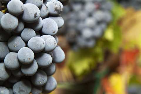 Image for Sangiovese content section