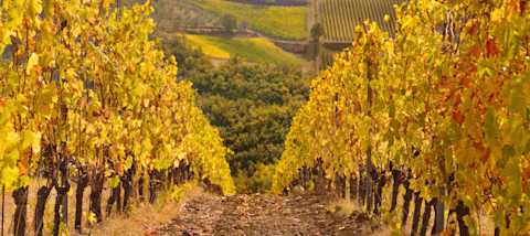Chateau Feuillet