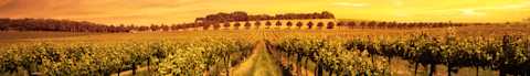 Image for Hunter Valley New South Wales, Australia content section