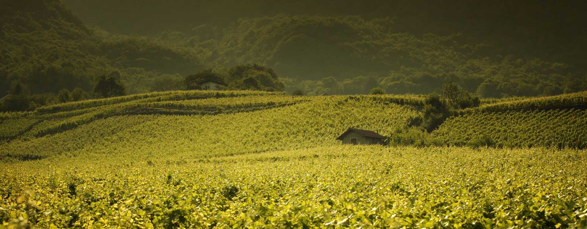 Image for Cotes de Provence Wine Provence, France content section