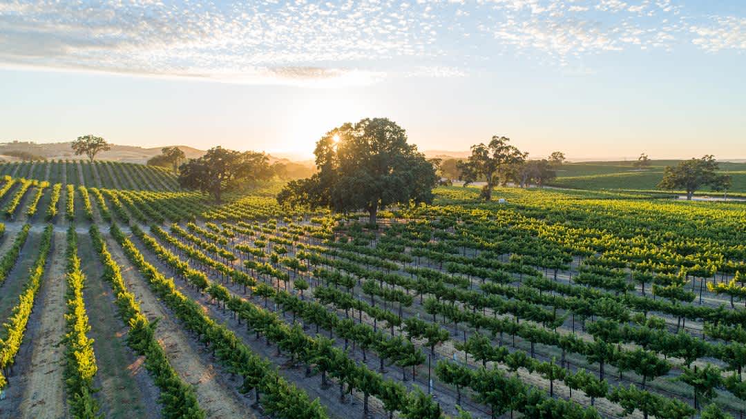 Buttery Chardonnay, Explained: Regions, Styles, and What to Buy banner image