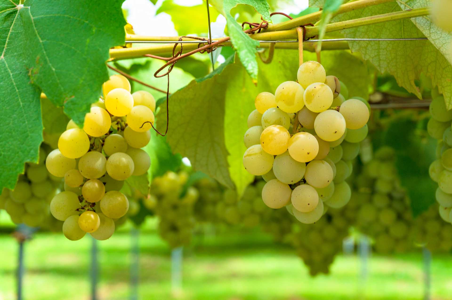Image for Sémillon content section
