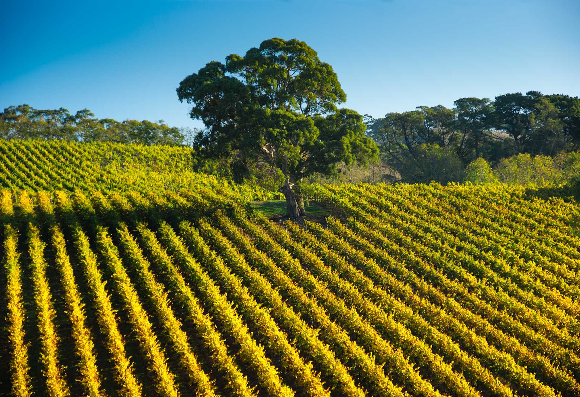 Image for South East Australian Wine content section