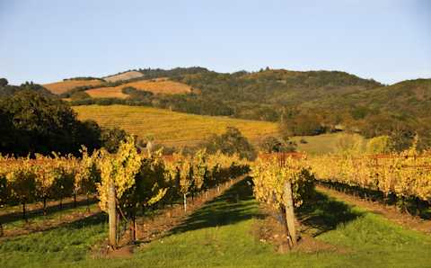 Image for California Pinot Noir content section