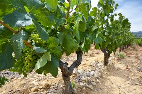 Image for Rhône White Blends content section