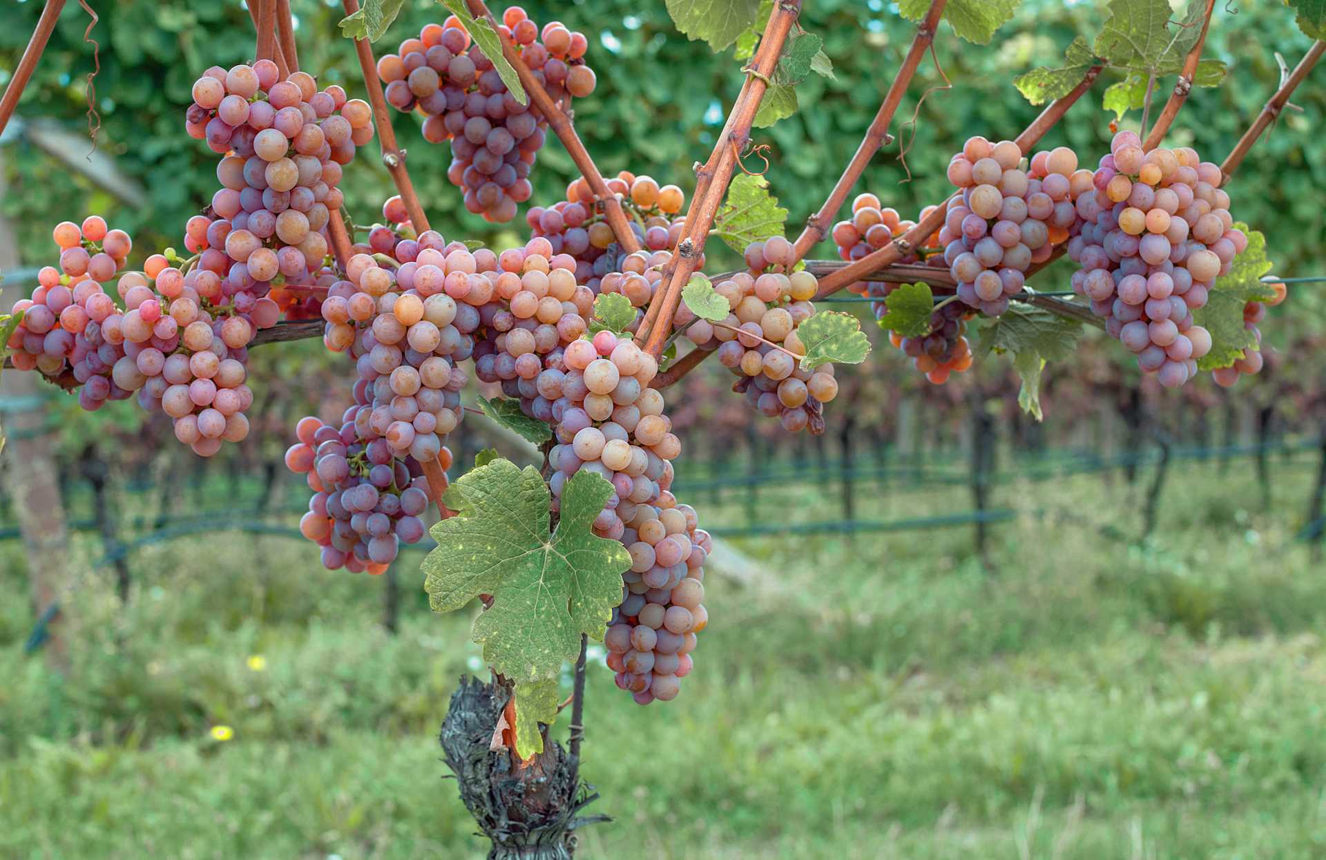 Image for Gewürztraminer Wine content section