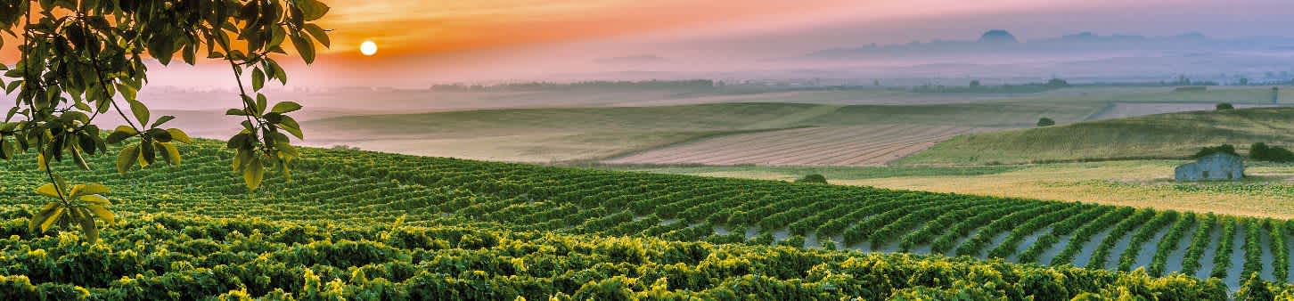 Image for Jerez Wine Spain content section