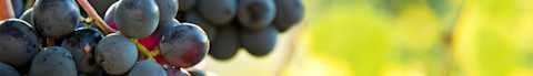 Image for Xinomavro content section
