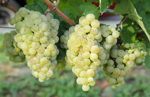 Image for Gruner Veltliner content section