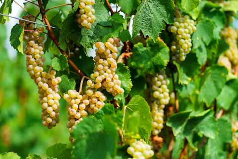 Image for Muscat / Moscato content section