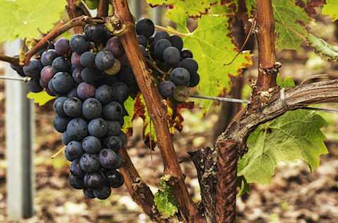 Image for Grenache content section