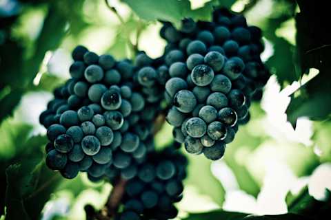 Image for Syrah / Shiraz content section