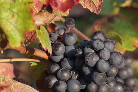 Image for Gamay content section