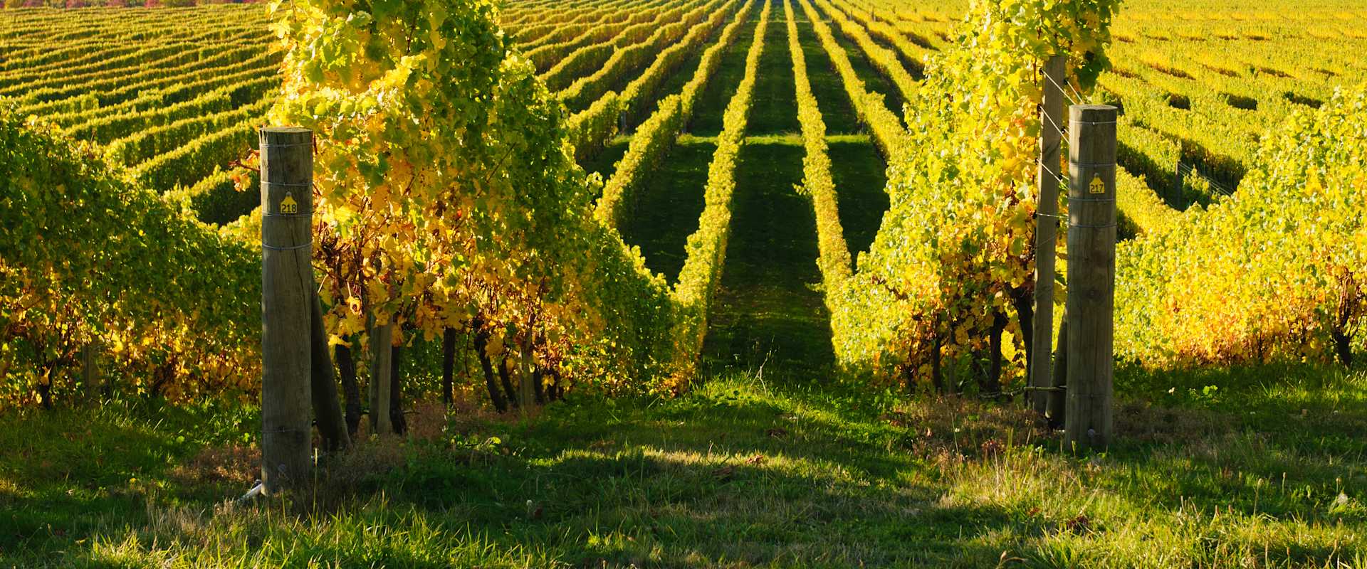 Acclaim ROAR Wines
