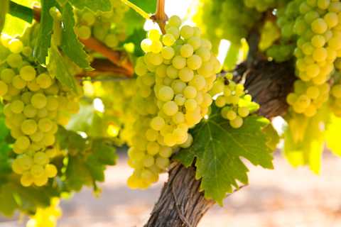 Image for Chardonnay content section