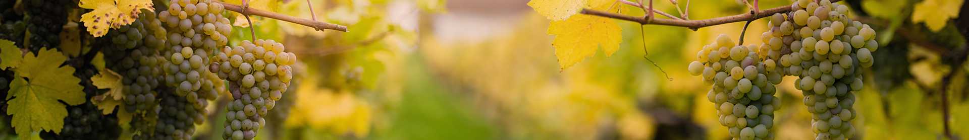 Image for White Wine content section