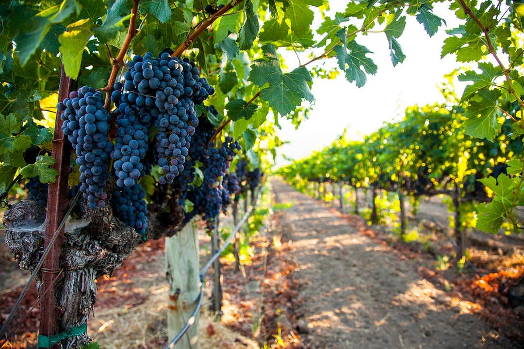 The Napa Valley Cabernet Guide: Sub-Appellations, Vintages, and Price banner image