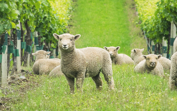 Image of Sheep Grazing Vineyards