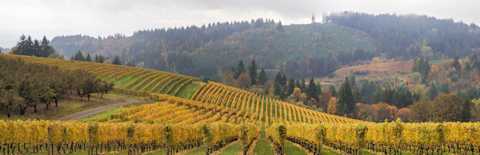 Image for Yamhill-Carlton Willamette Valley content section