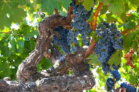 Image for Mencia content section
